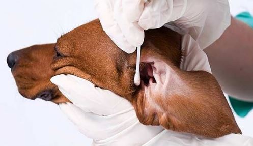 dog ear infections