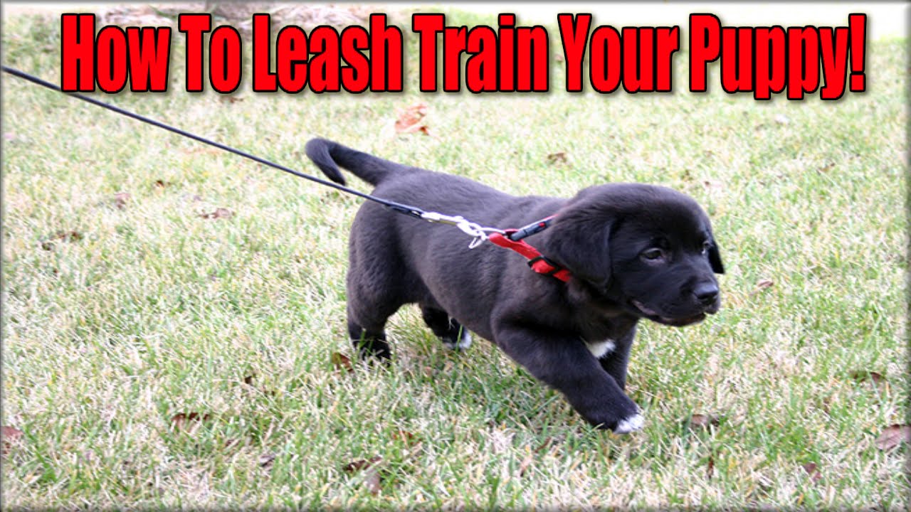 How To Leash Train Your Puppy