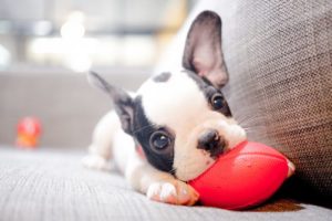  train a puppy or dog