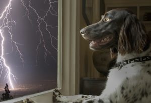 dog afraid of thunder