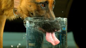 how to keep a dog cool in summer