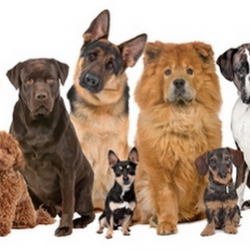 Puppy Breed Selector Tool
