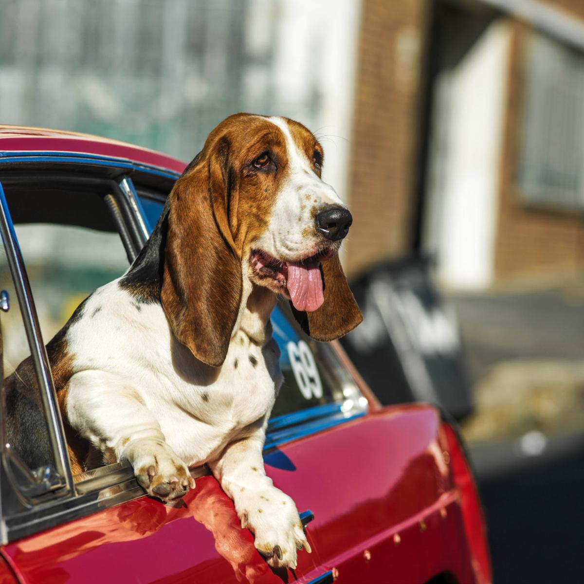 11 Tips for How to Keep a Dog Cool in Summer + Prevent Heatstroke ...
